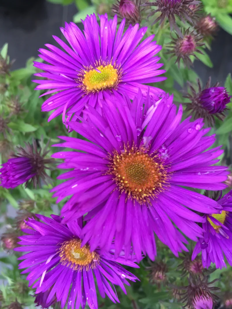 Aster's 2,000% Surge: The Breakthrough Technology Behind the Hype