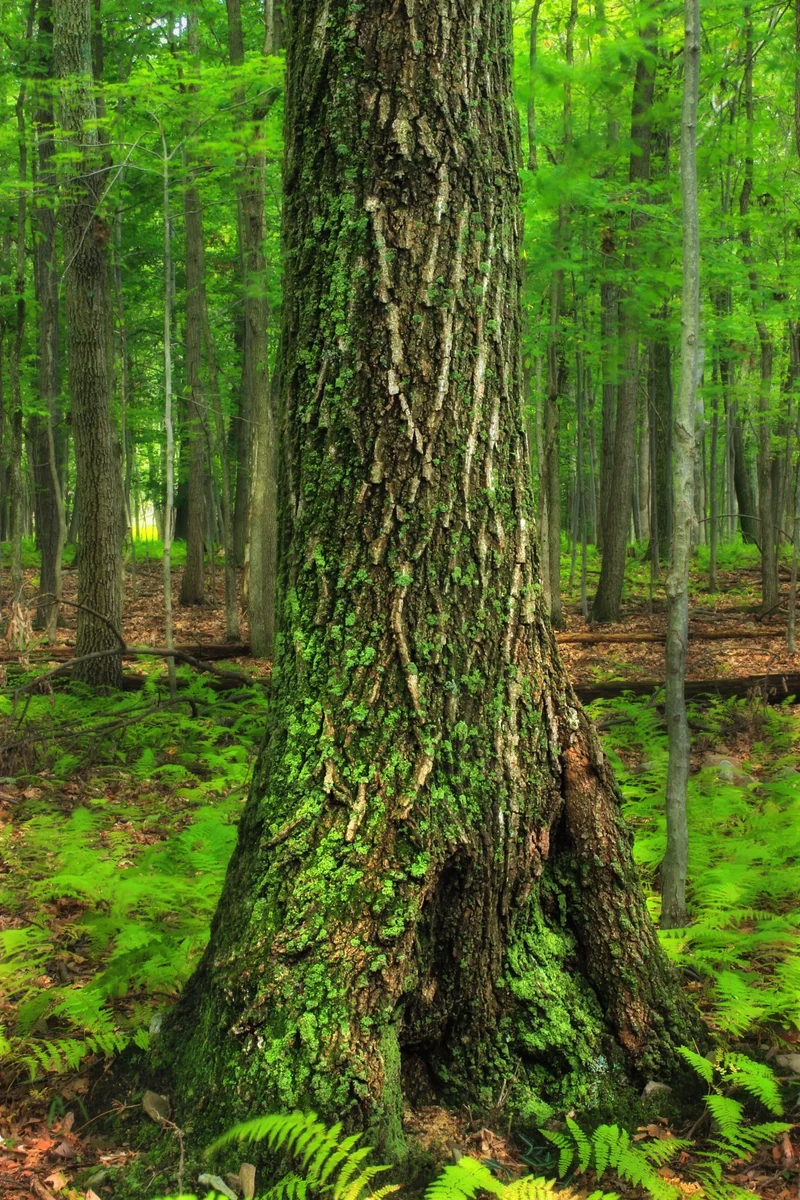 The Forest Service Is Gutting Its PNW HQ: Why It's Happening and Why Your Opinion Barely Matters