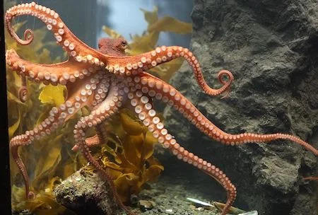 Octopus Energy: What It Is, How It Works, and If the Numbers Add Up